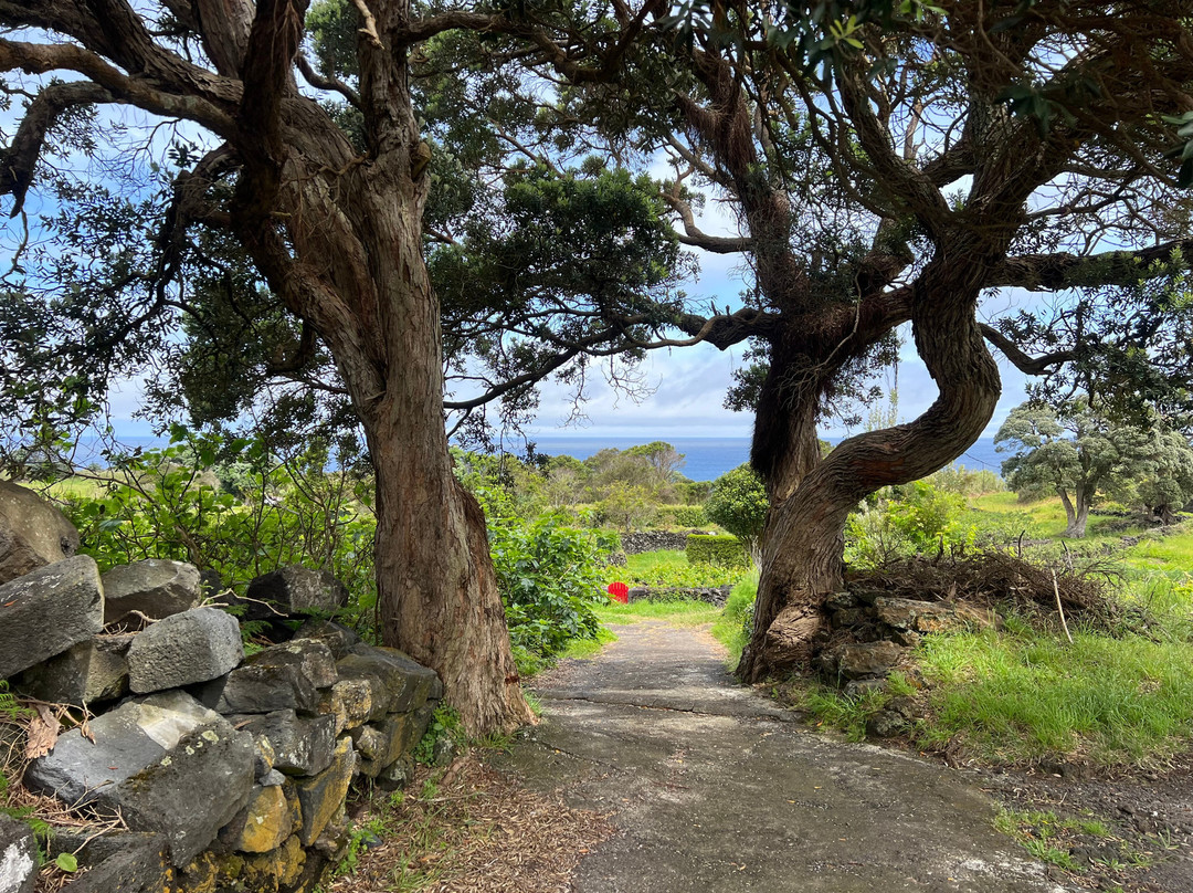Endemic Azores-奥尔塔必去景点