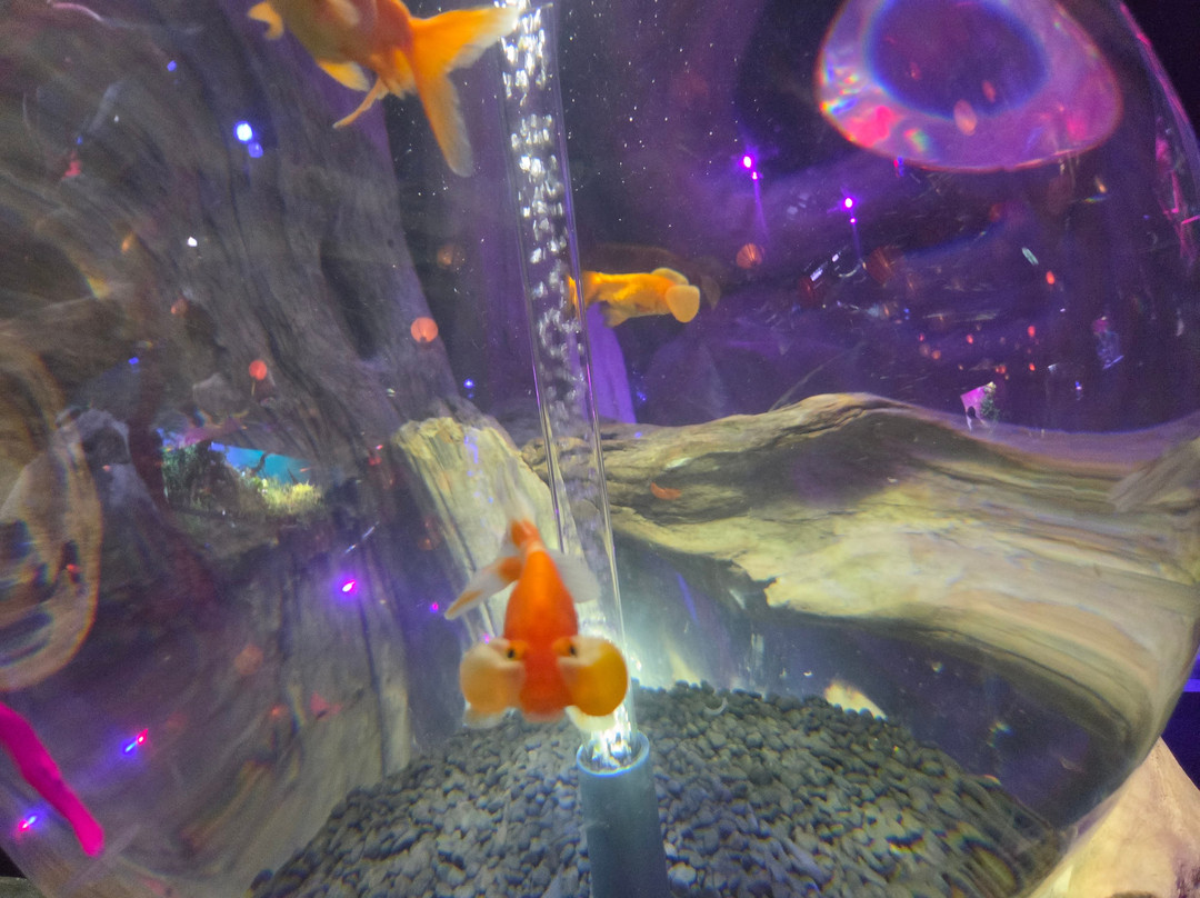 Uws Aquarium Ga Kyo-Daiba必去景点