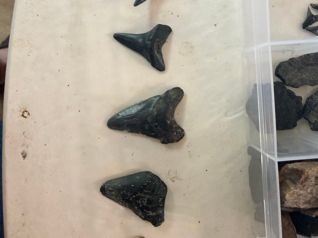 Charleston Fossil Adventures-查尔斯顿必去景点