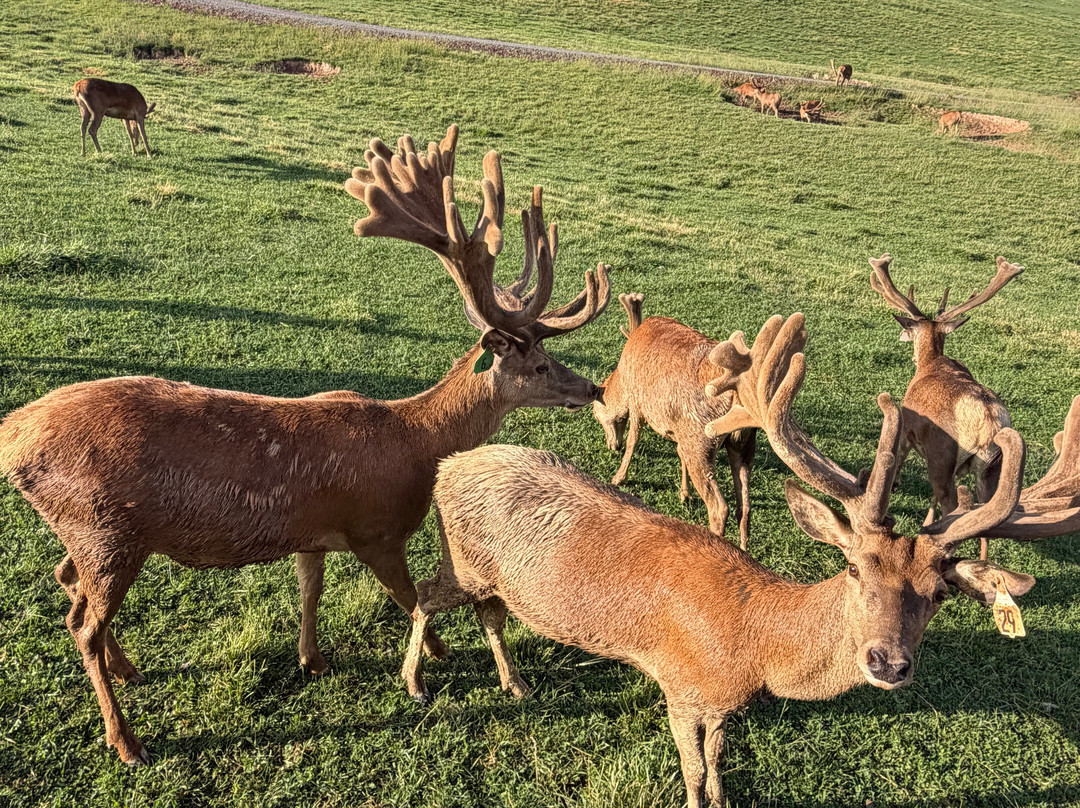 Red Deer at Rolling Hills Farm-Catawissa必去景点