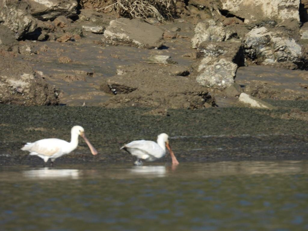 Herdade dos Sarilhos