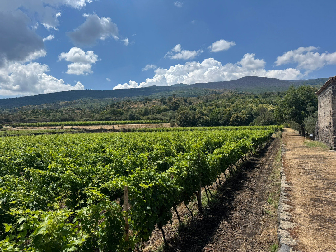 Planeta Winery-Sambuca di Sicilia必去景点
