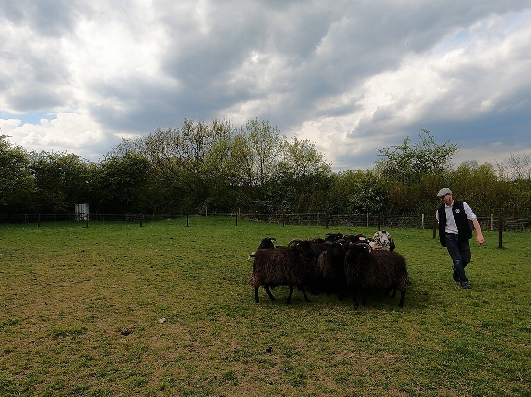 Nij Vyas Sheepdog Experience-East Norton必去景点
