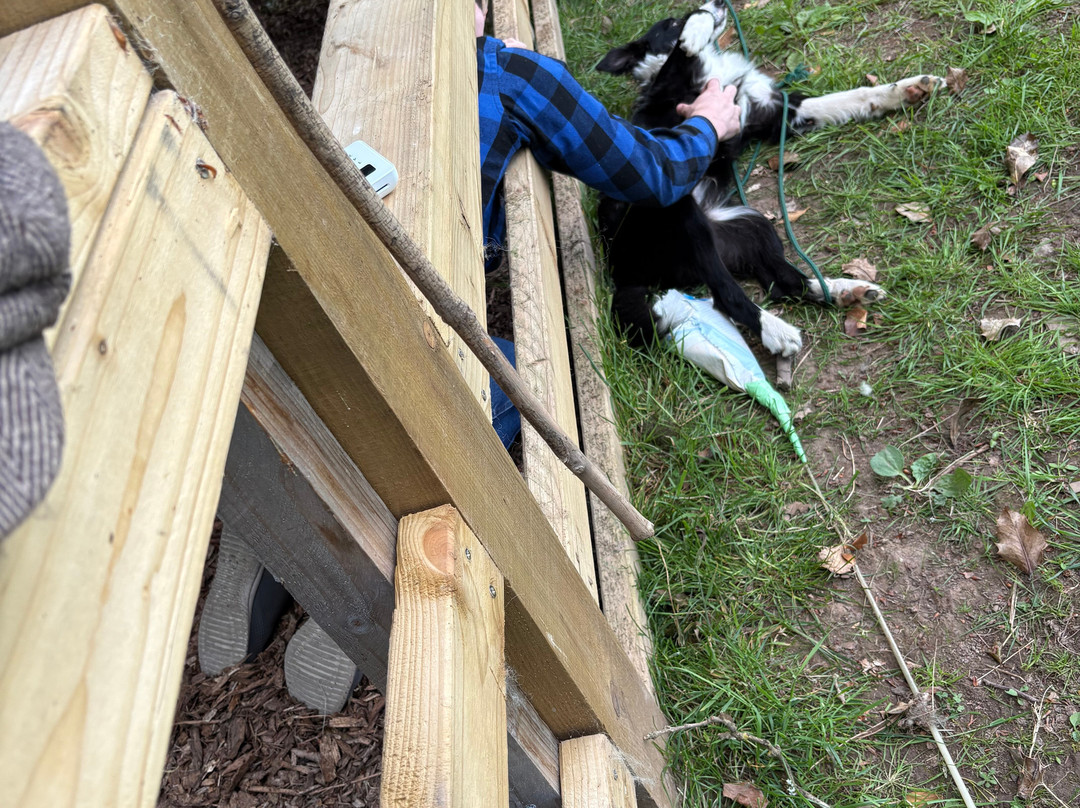 Kilkenny Sheepdog Experience-Thomastown必去景点