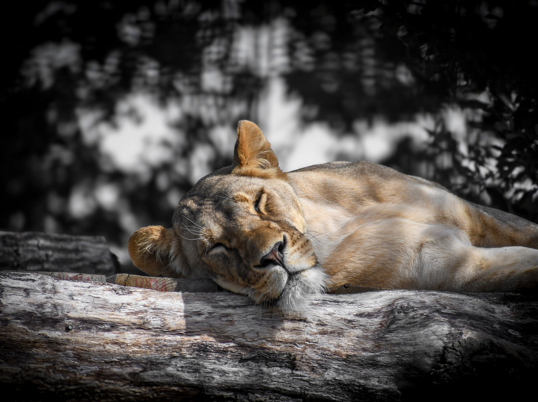 The Big Cat Sanctuary-Smarden必去景点
