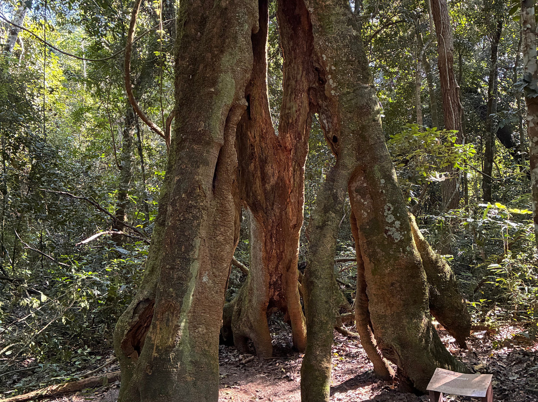 Parque Estadual Morro do Diabo-Teodoro Sampaio必去景点