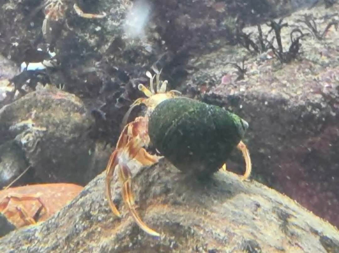 St Abbs Aquarium-Eyemouth必去景点