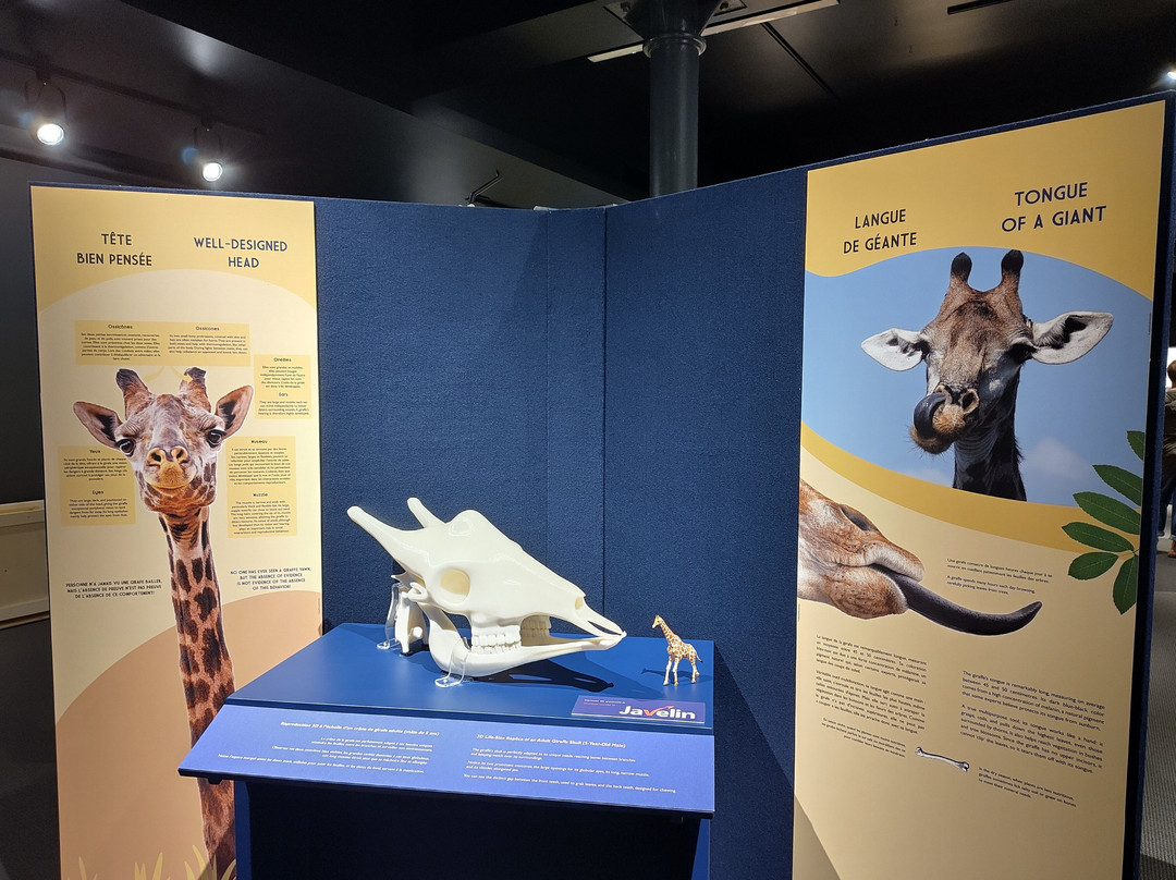 Musee de la nature et des sciences-舍布鲁克必去景点