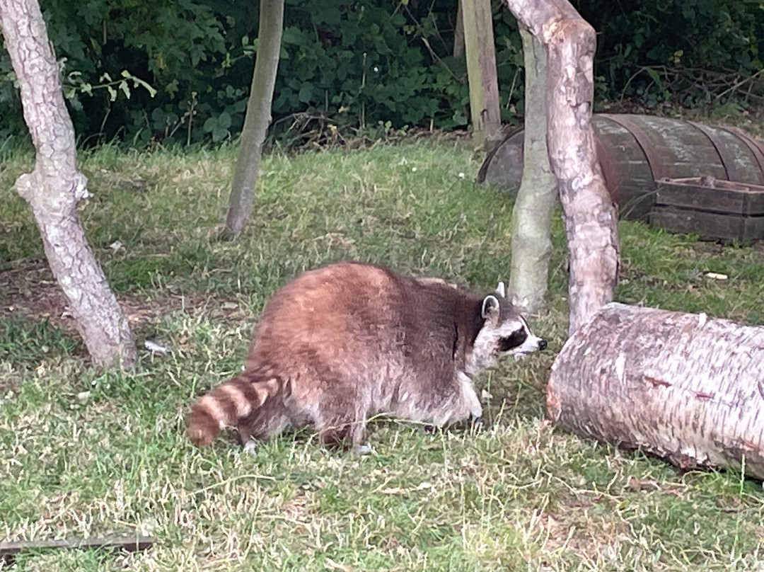 Northumberland Zoo-莫佩思必去景点