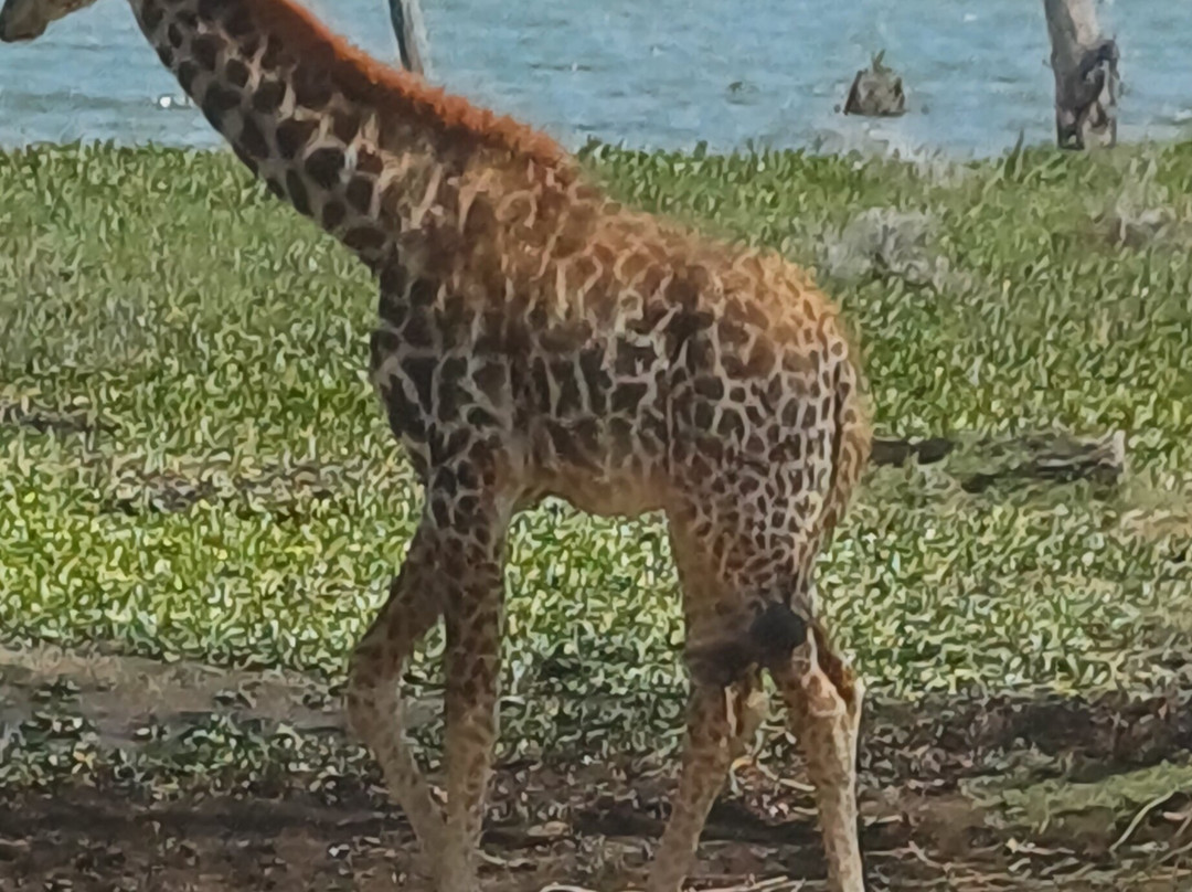 奈瓦沙索帕湖狮子木屋旅馆主图
