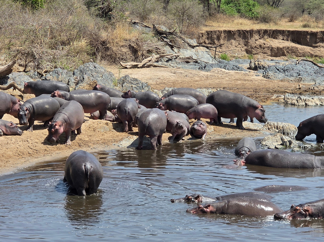 Furahia Tanzania Safari & Trekking Ltd-阿鲁沙必去景点