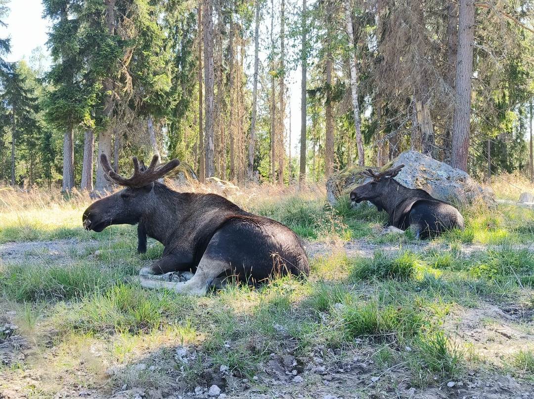 Varmlands Moose Park-Eksharad必去景点