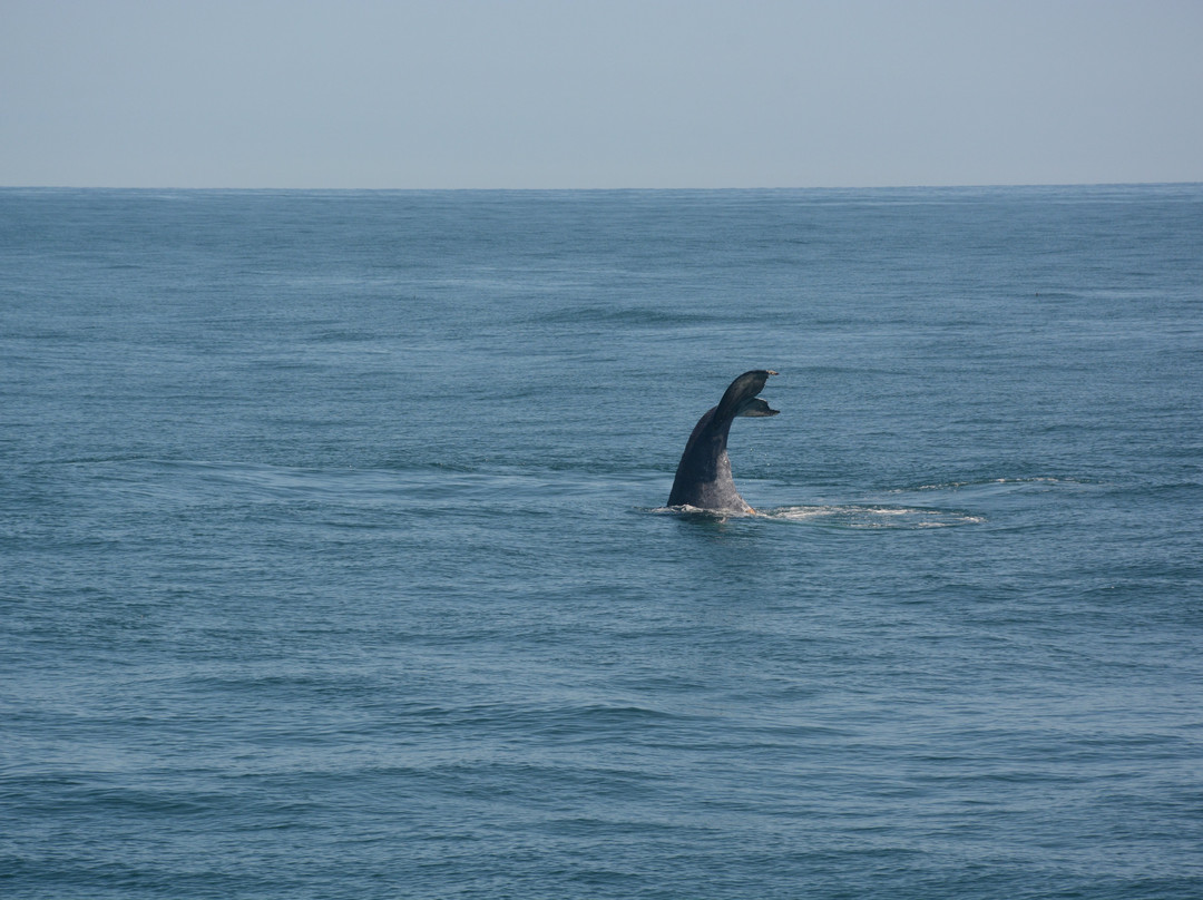 Hyannis Whale Watcher Cruises-Barnstable必去景点