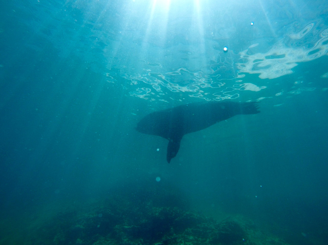 Sealion Dive Center-Los Mochis必去景点