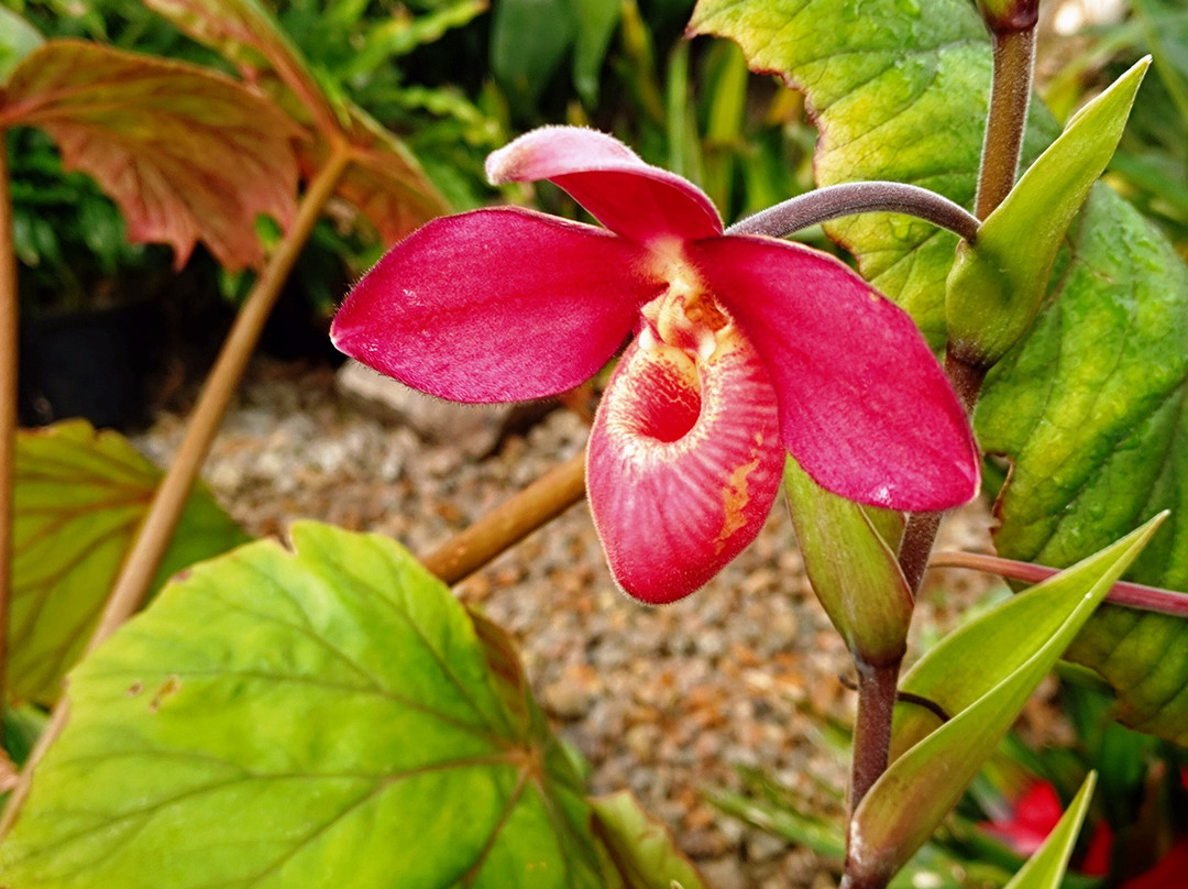 Eric Young Orchid Foundation-Trinity必去景点