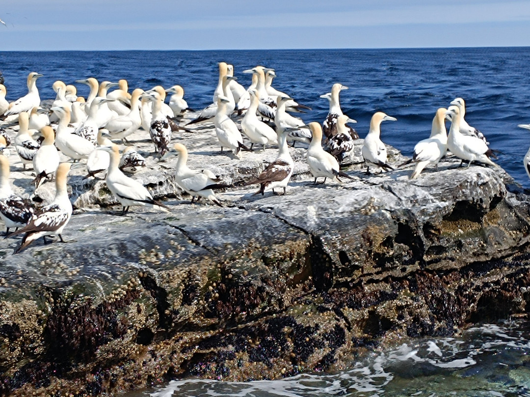 Seabirds and Seals - The Original Noss Boat Tours-Lerwick必去景点