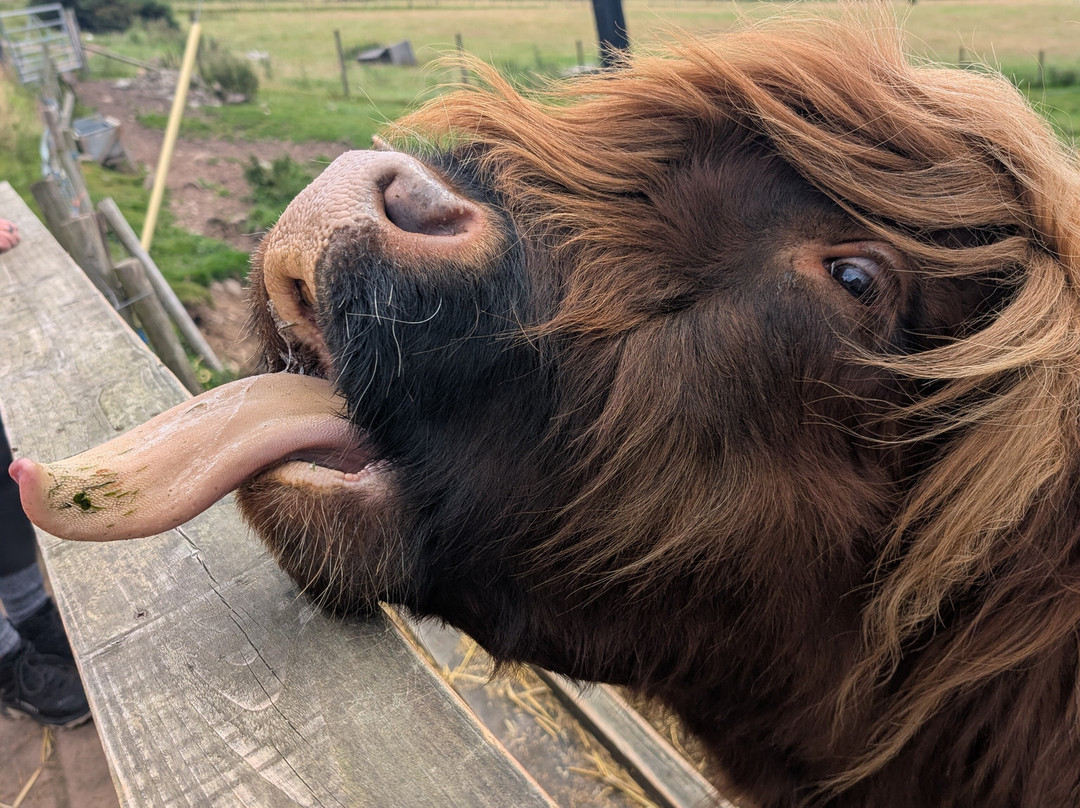 Loch Ness Highland Cows-德拉姆纳德罗希特必去景点