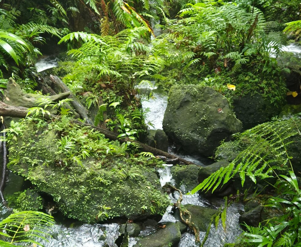 Jacko Falls-Morne Trois Pitons National Park必去景点