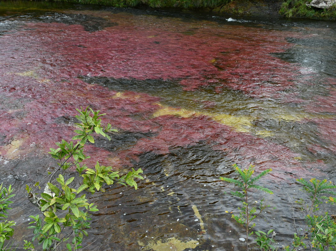 Cano Cristales-La Macarena必去景点