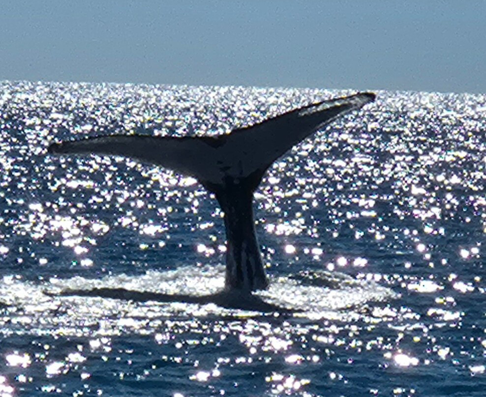 Pacific Whale Foundation Eco-Adventures Australia-尤兰根必去景点