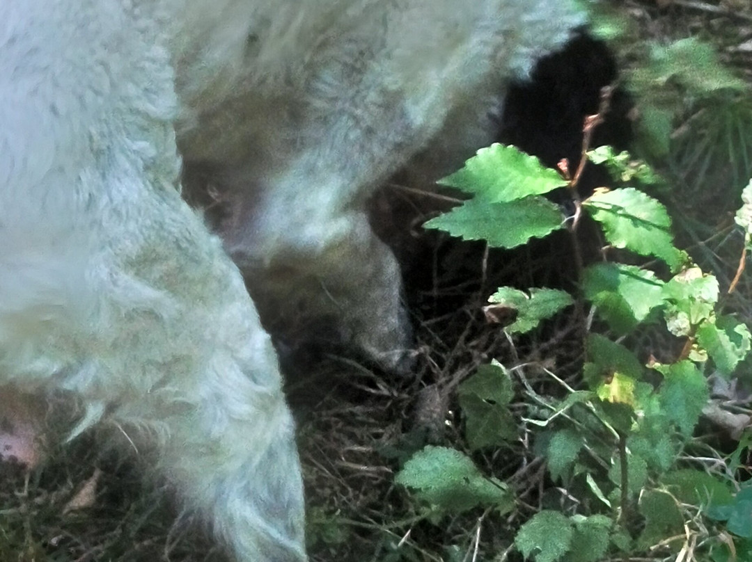 Truffle in Tuscany-圣米尼亚托必去景点
