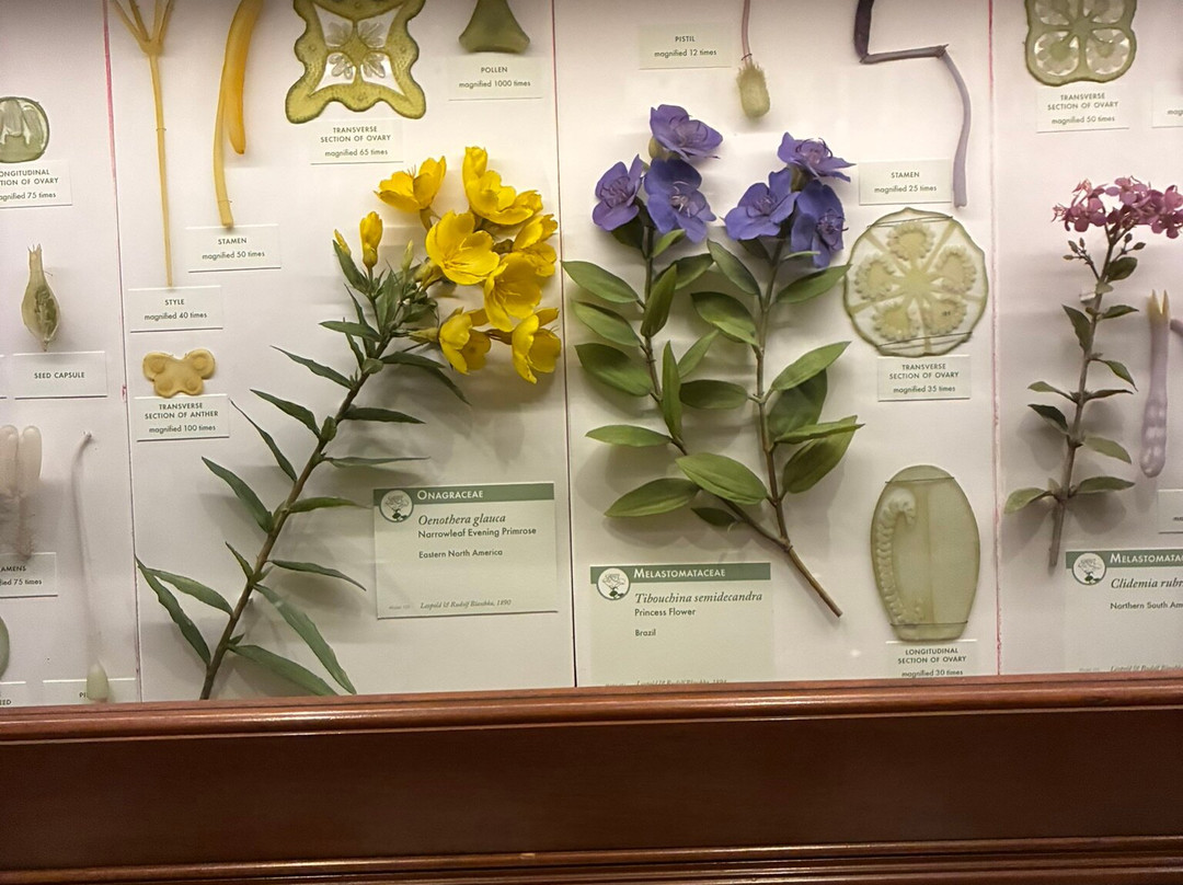 Peabody Museum of Archaeology and Ethnology-剑桥必去景点