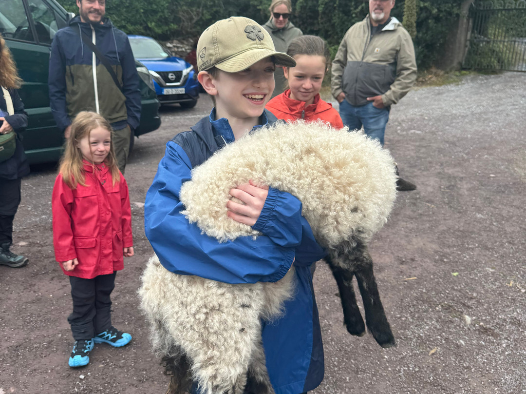 West Kerry Sheep Dog Demonstrations-凯里郡必去景点