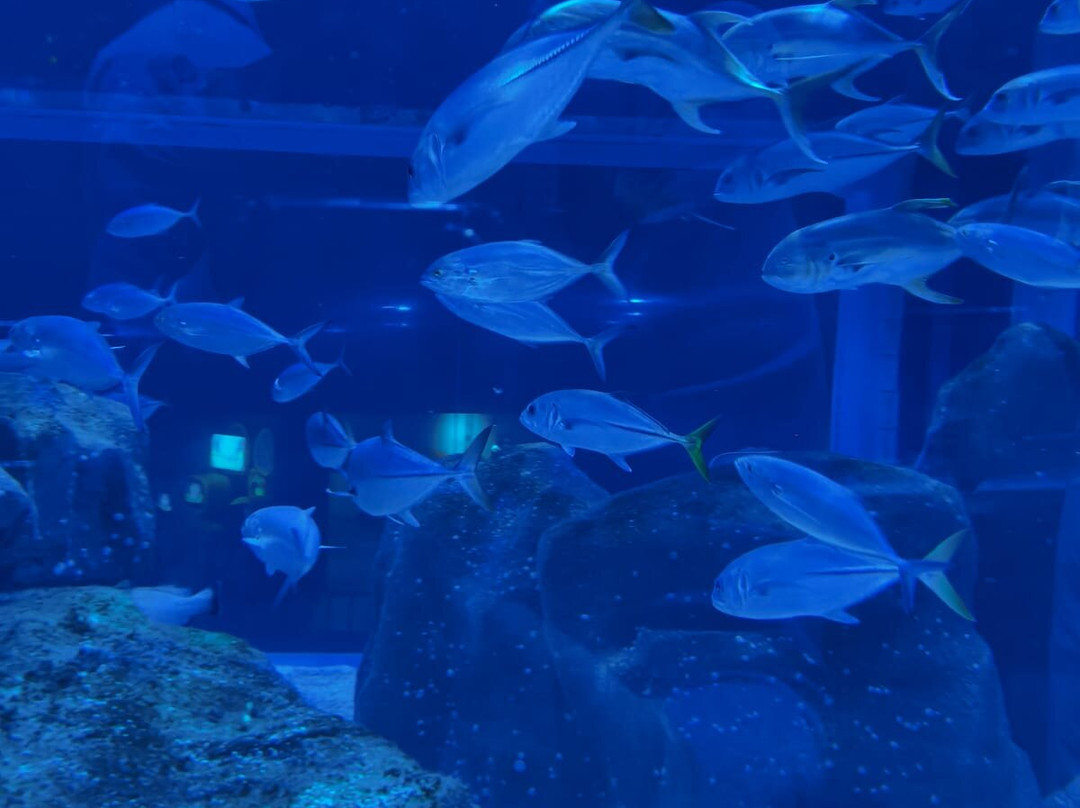 AquaRio-里约热内卢必去景点