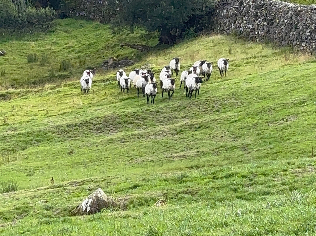Killary Sheep Farm-Leenane必去景点