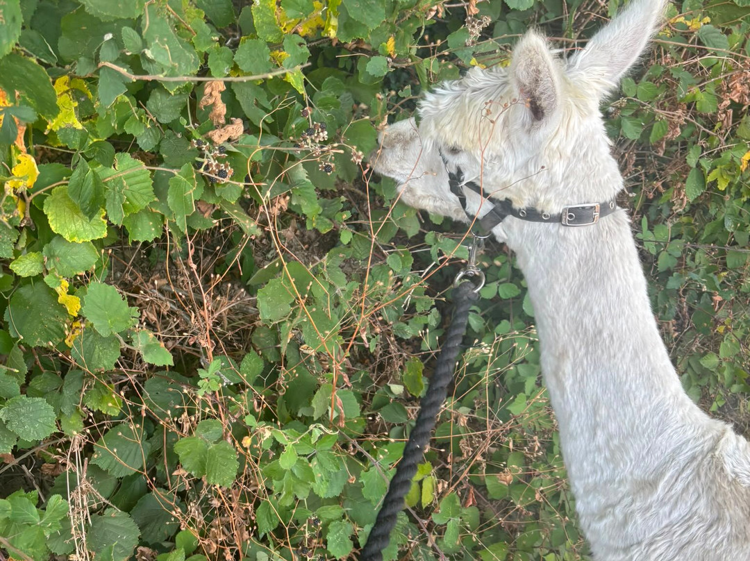 Me2you Burley Alpacas-Burley必去景点