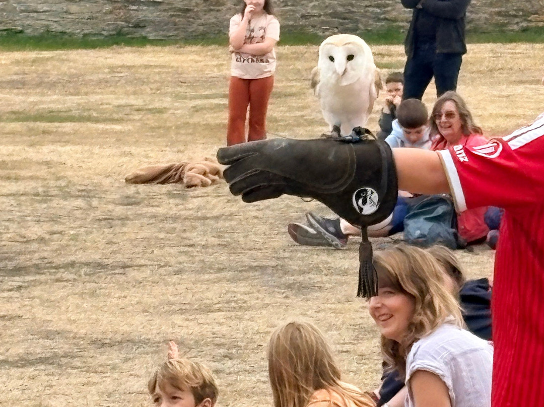 Owl & Falconry Centre