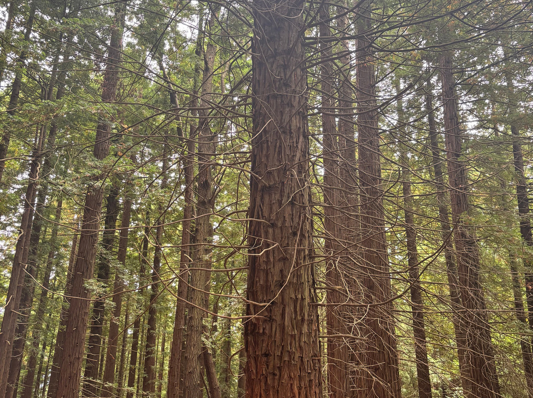 Natural Monument of the Sequoias of Monte Cabezón-Cabezon de la Sal必去景点