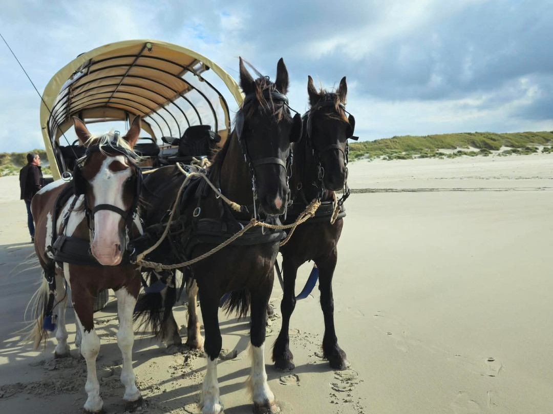 Puur Terschelling-Terschelling必去景点