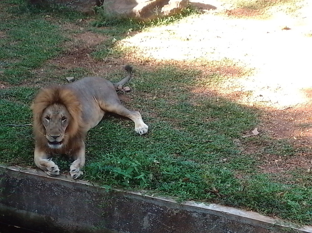 Dehiwala Zoo - Sri Lanka-拉非尼亚山必去景点