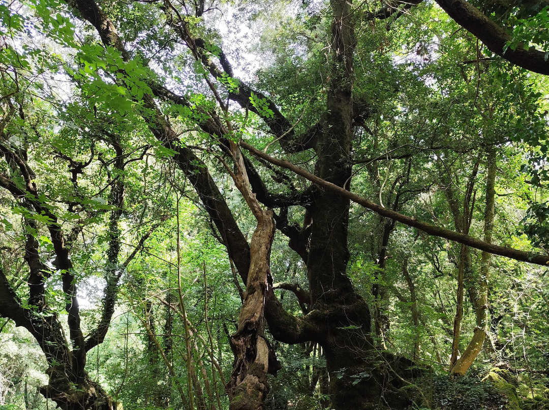 Bosco Del Sasseto-Acquapendente必去景点