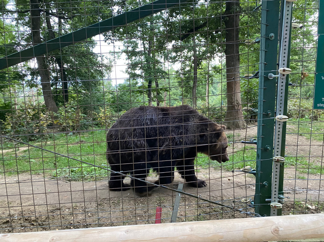 Libearty Bear Sanctuary Zarnesti-Zarnesti必去景点