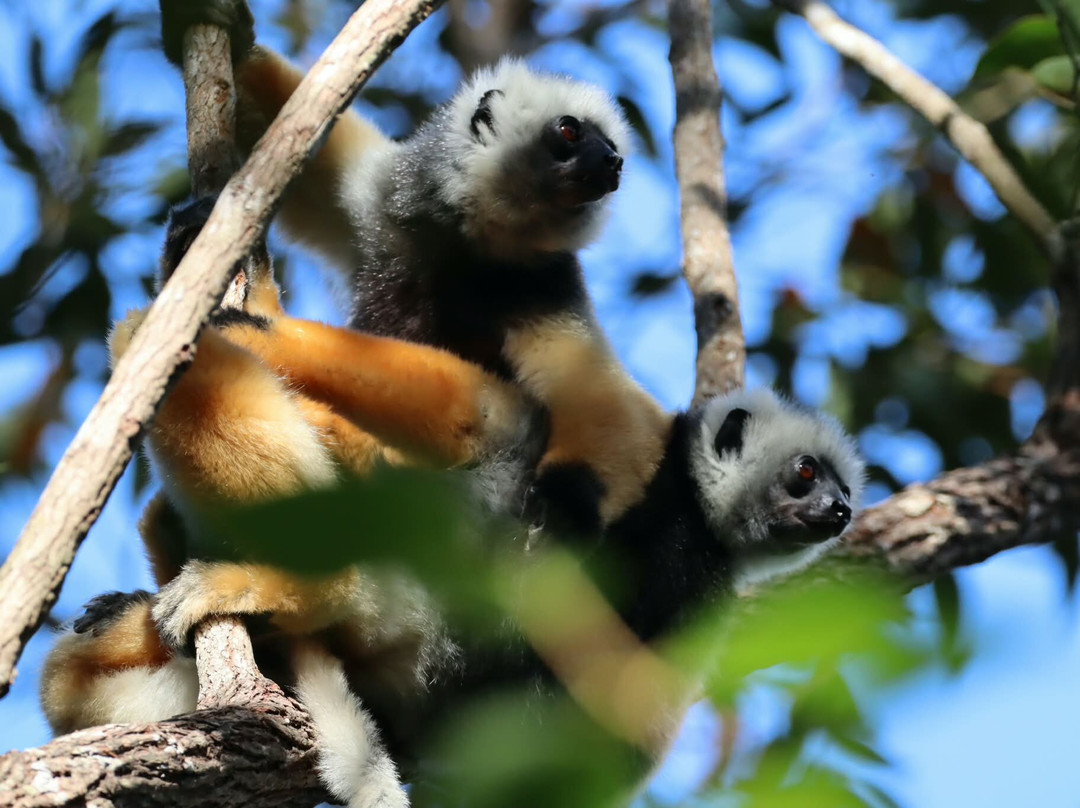 Andasibe-Mantadia National Park-Toamasina Province必去景点