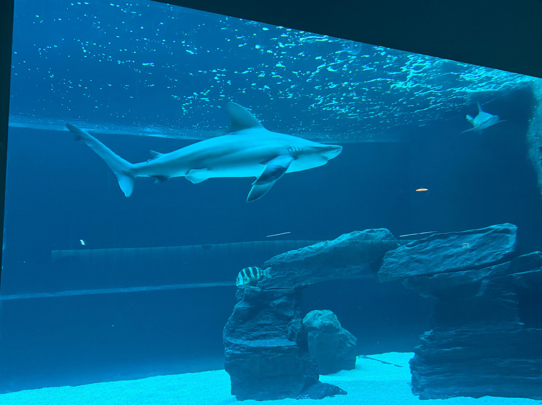 热那亚水族馆-热那亚必去景点