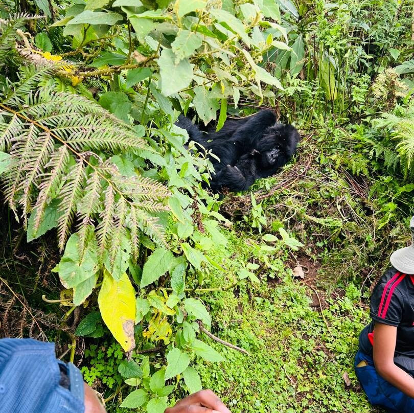 Volcanoes National Park Rwanda-Musanze District必去景点