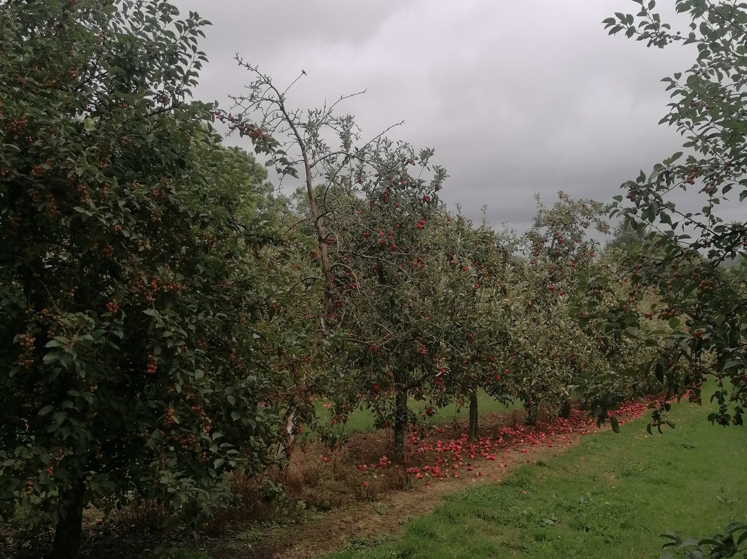 Healeys Cornish Cyder Farm-Penhallow必去景点