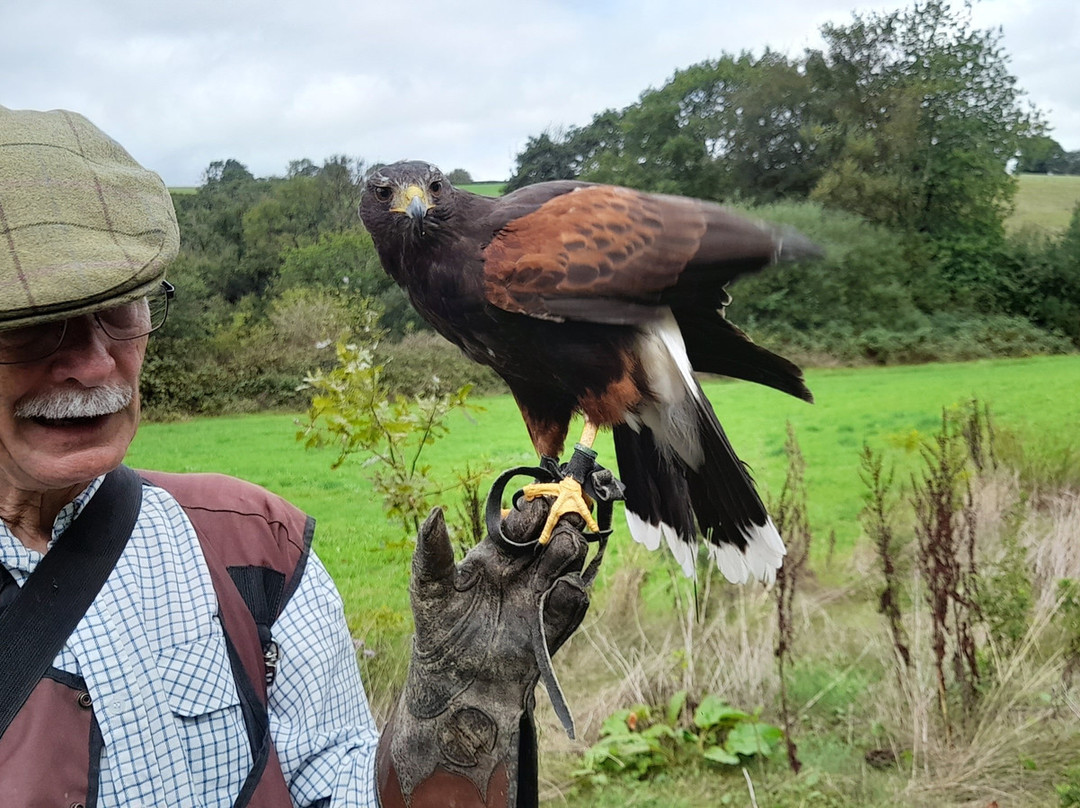 North Devon Hawk Walks-South Molton必去景点