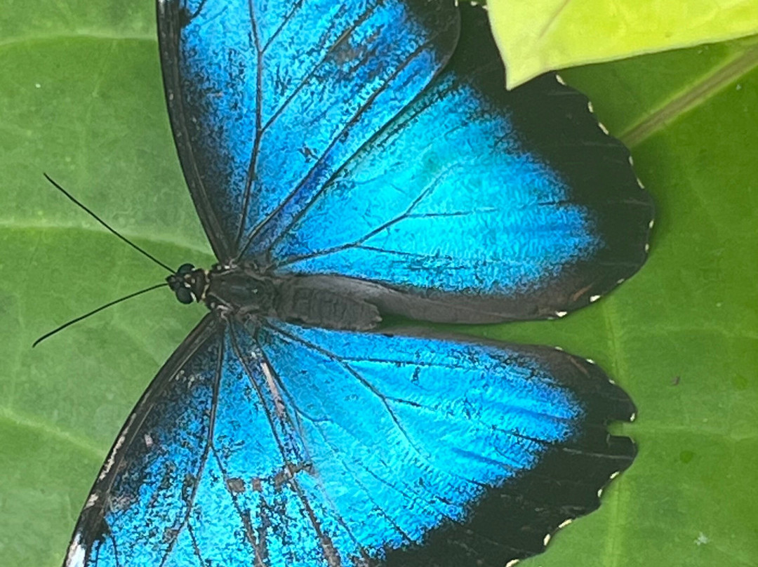 Mariposario del Drago-伊科德洛斯维诺斯必去景点