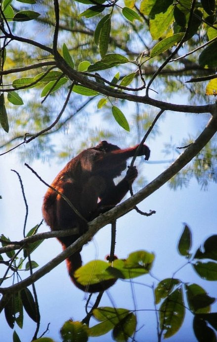 Lago Sandoval-Tambopata National Reserve必去景点