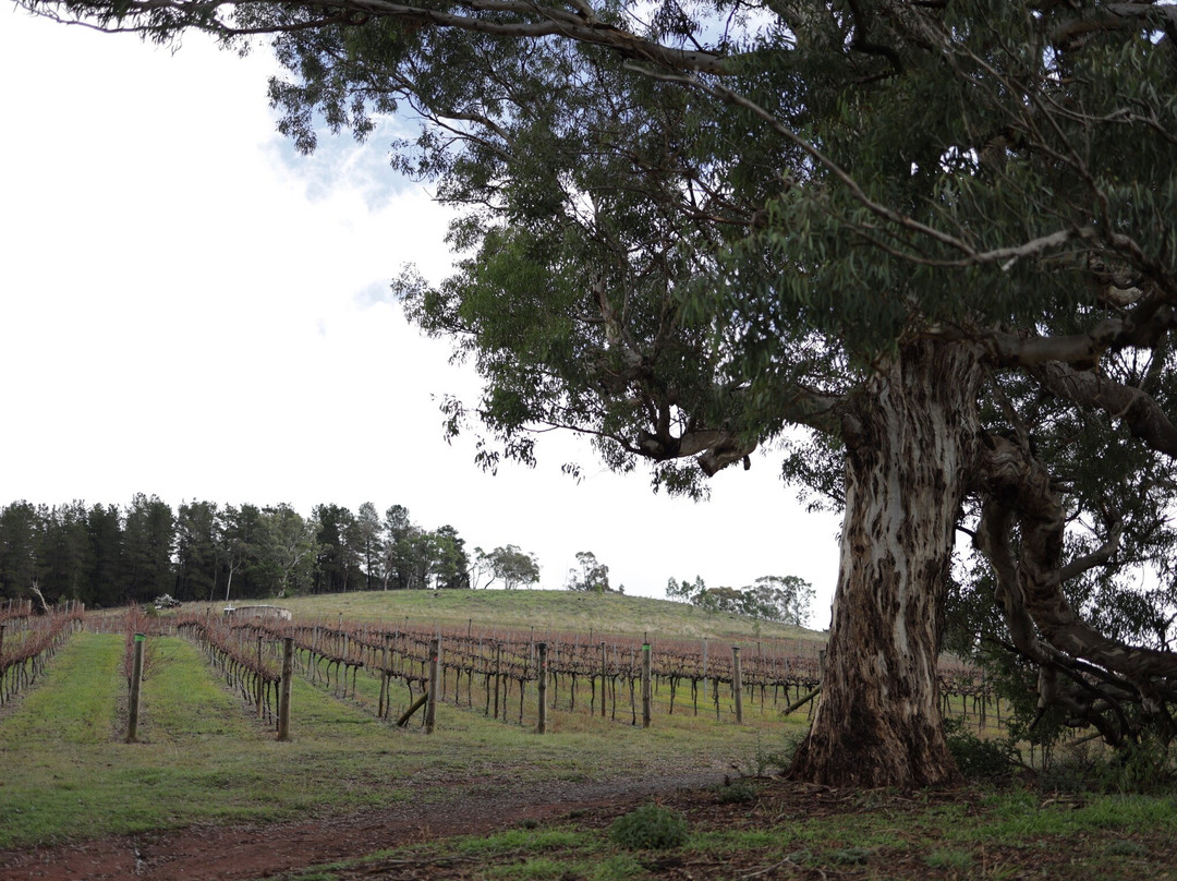 Mount Majura Vineyard-堪培拉必去景点