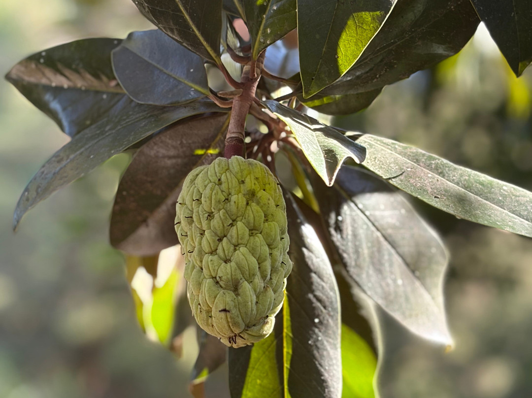 Jardín Botánico de Sóller-索耶尔必去景点