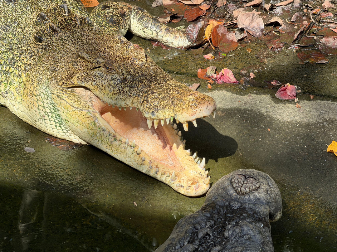 Crocodylus Park-达尔文市必去景点