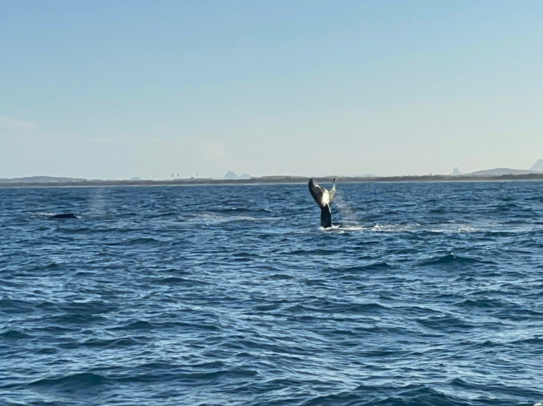 Whales Sunshine Coast-Buddina必去景点