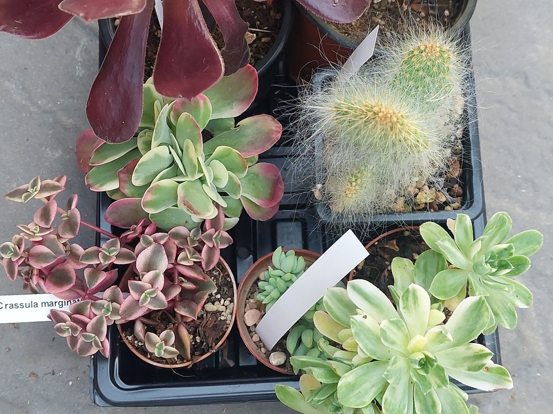 Cactus Shop-Winkleigh必去景点