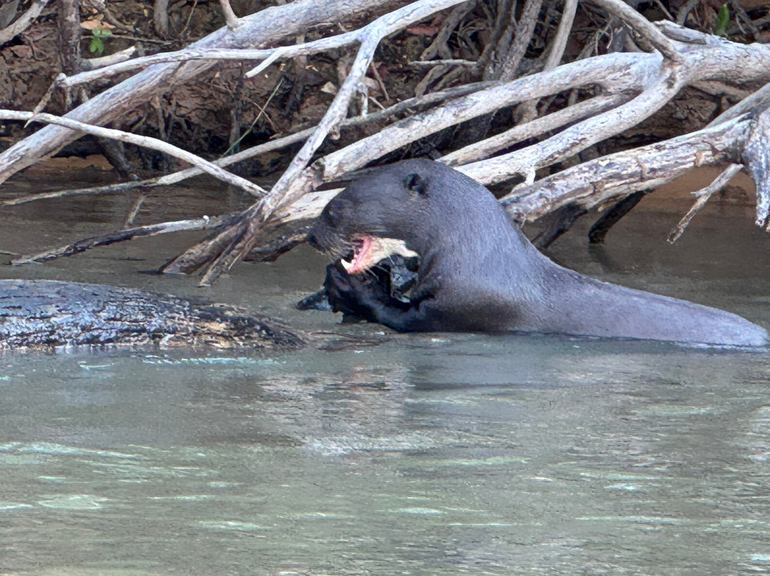 Pantanal Jaguar Safaris-Chapada dos Guimaraes必去景点