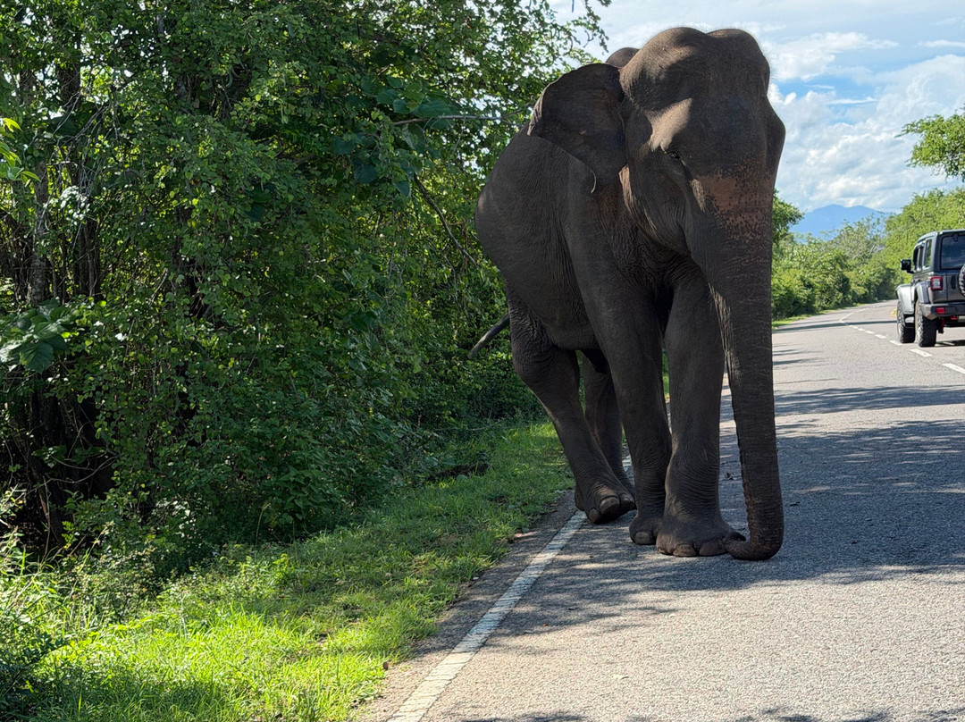 YALA Amazing Tours & Taxi Service-Yala必去景点
